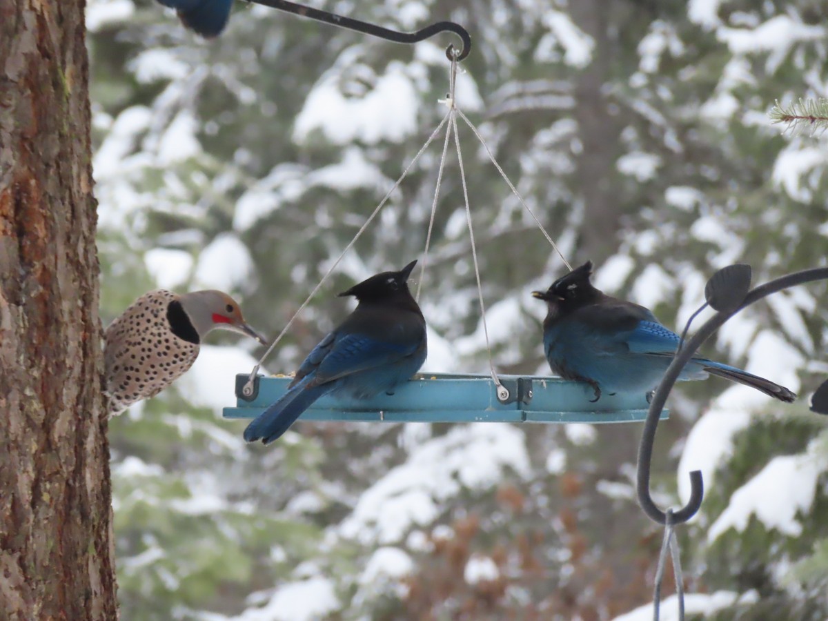 Steller's Jay - ML401115111