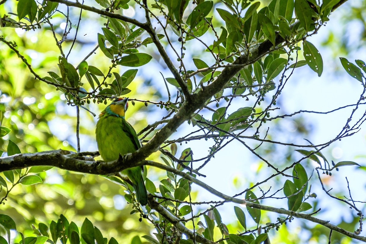 Black-browed Barbet - ML401116641