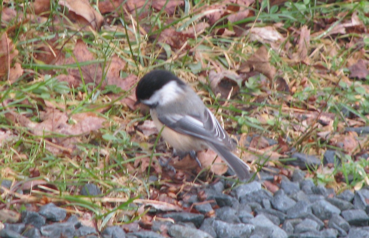 Black-capped Chickadee - ML401116741