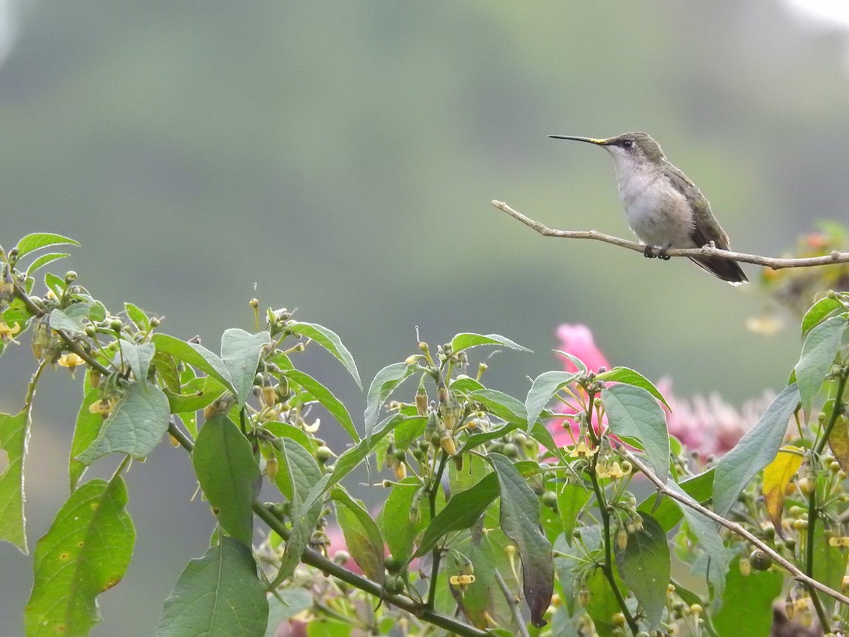 Ruby-throated Hummingbird - ML401117991