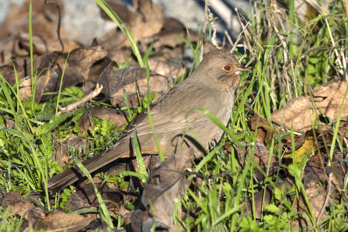 California Towhee - Mike Guard