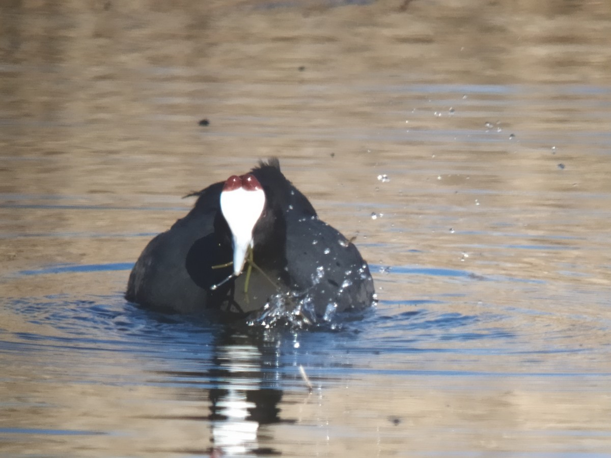 Red-knobbed Coot - ML401120071