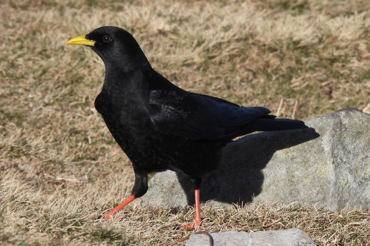 Yellow-billed Chough - ML401121351