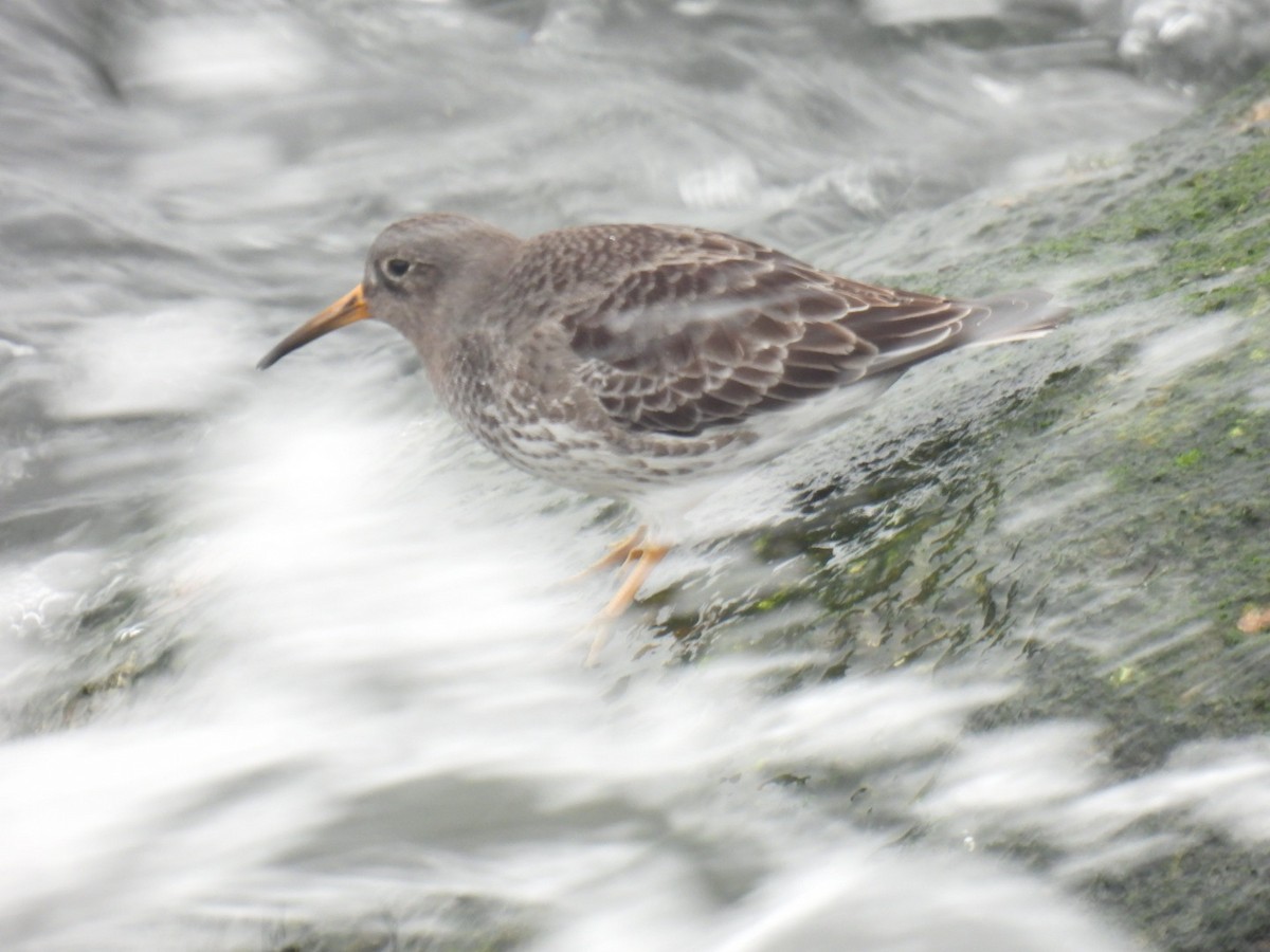 Purple Sandpiper - ML401122351