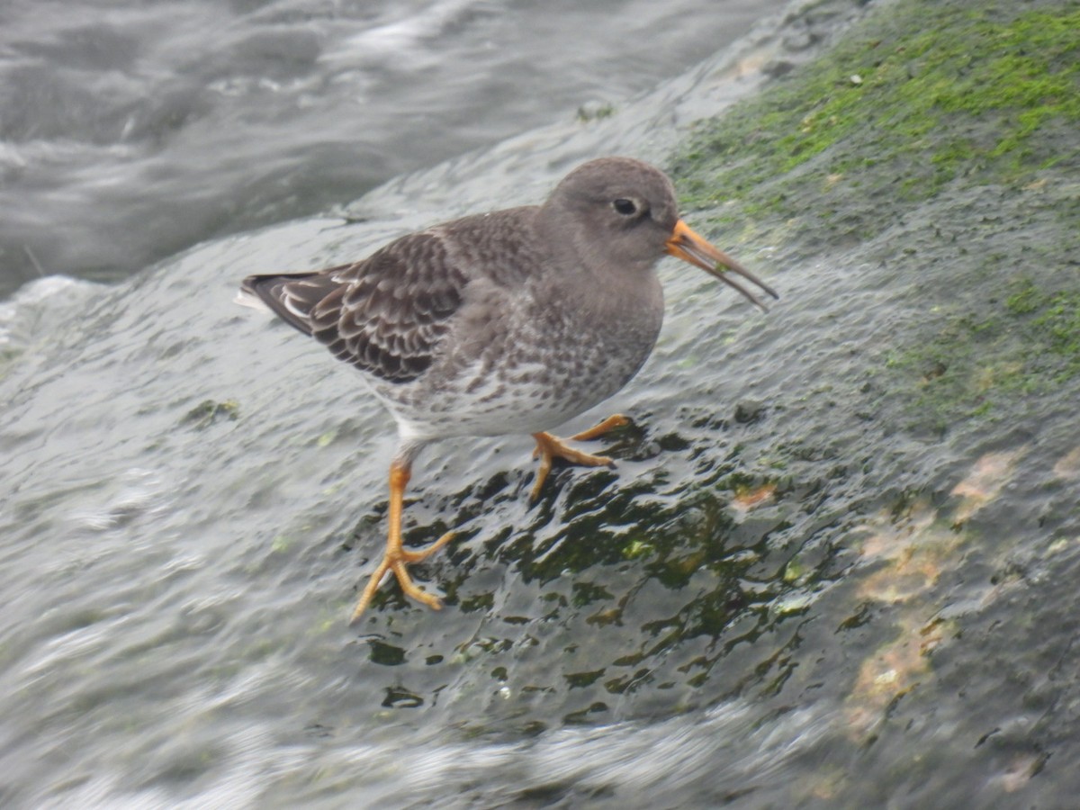 Purple Sandpiper - ML401122361