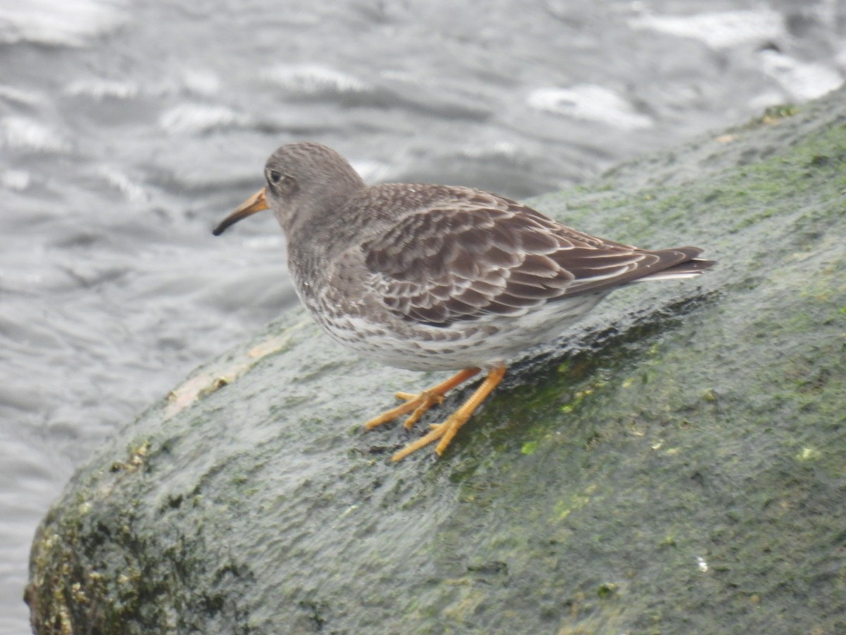 Purple Sandpiper - ML401122371