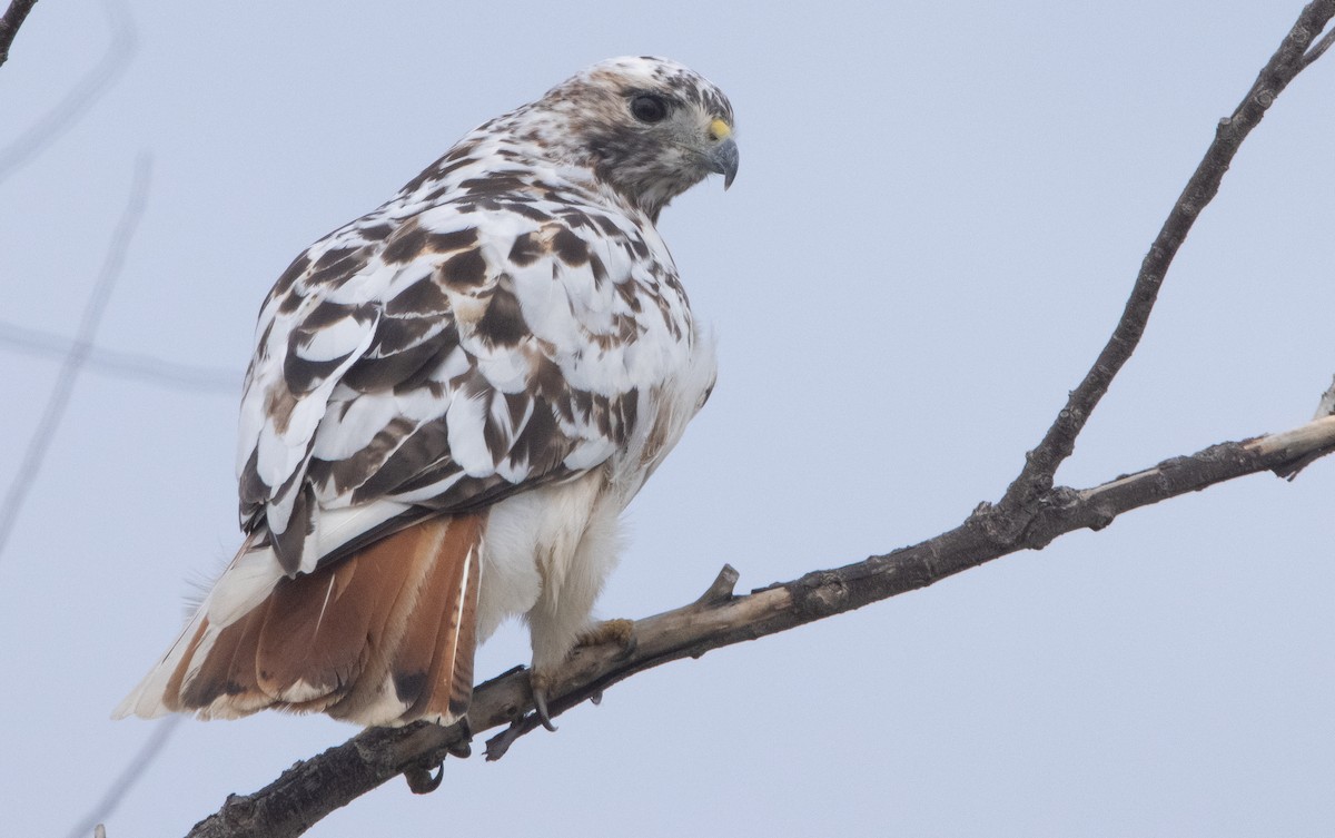 Red-tailed Hawk - ML401123631