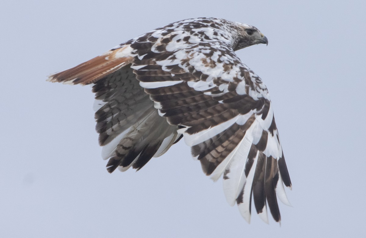 Red-tailed Hawk - ML401123671