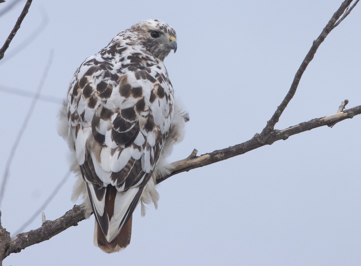 Red-tailed Hawk - ML401123681