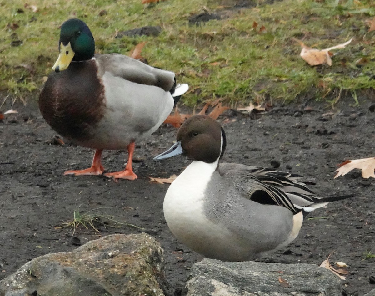 Northern Pintail - ML401123951