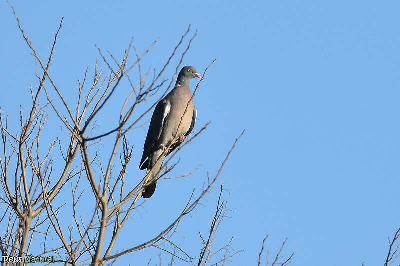 Common Wood-Pigeon - ML401125211