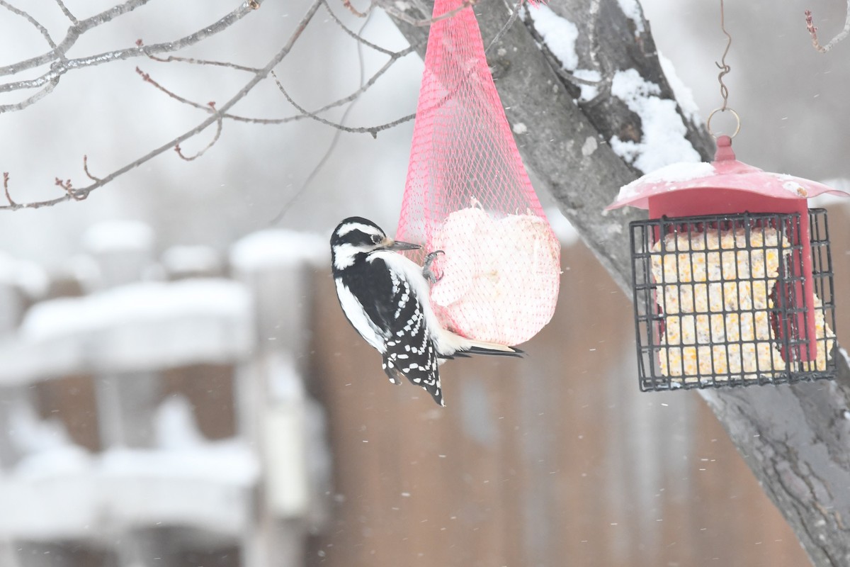 Hairy Woodpecker - ML401125421