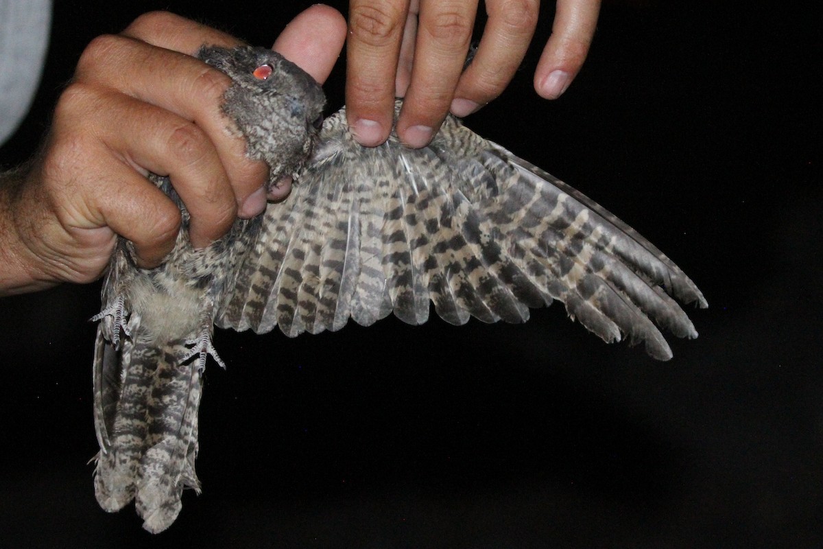 Plain Nightjar - Evan Buechley