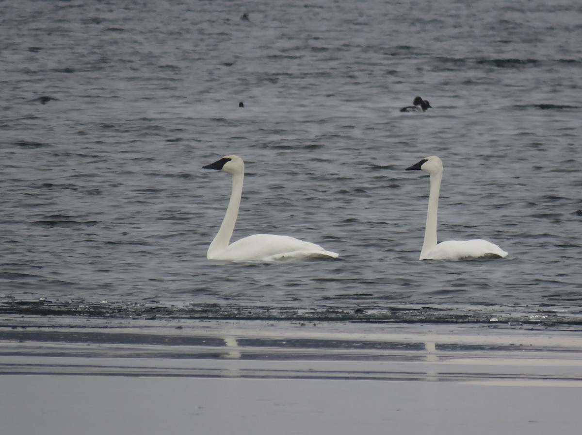 Trumpeter Swan - ML401126691