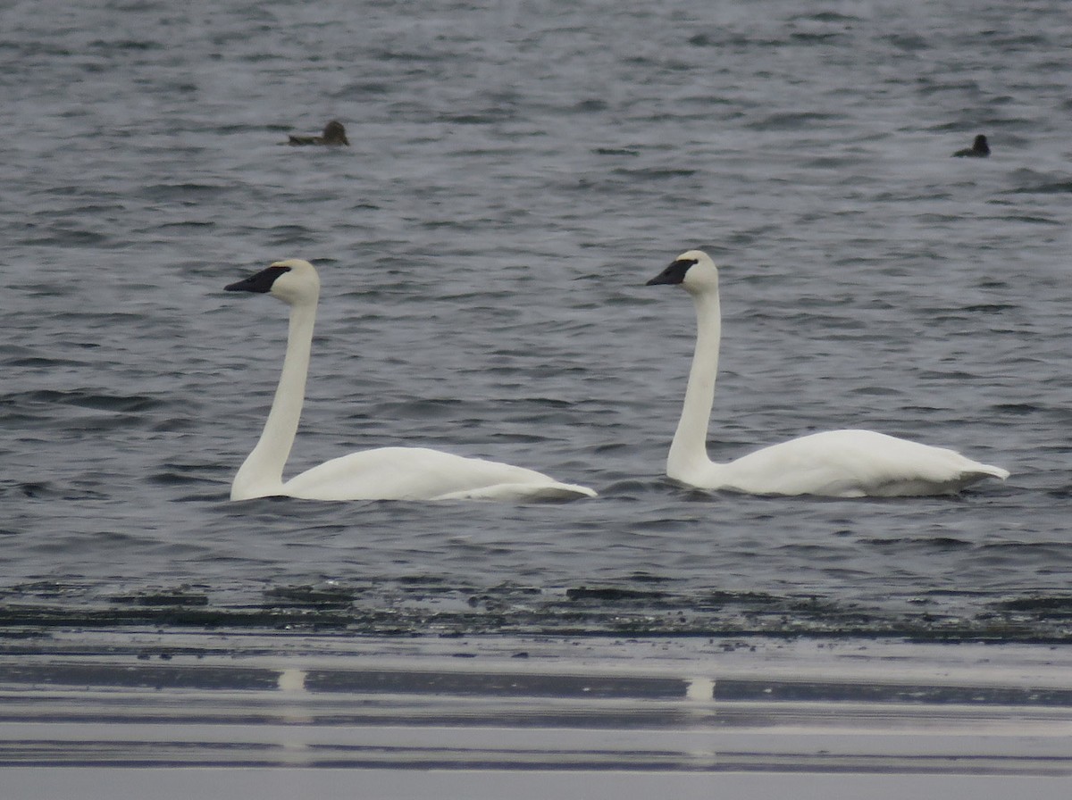 Trumpeter Swan - ML401127821