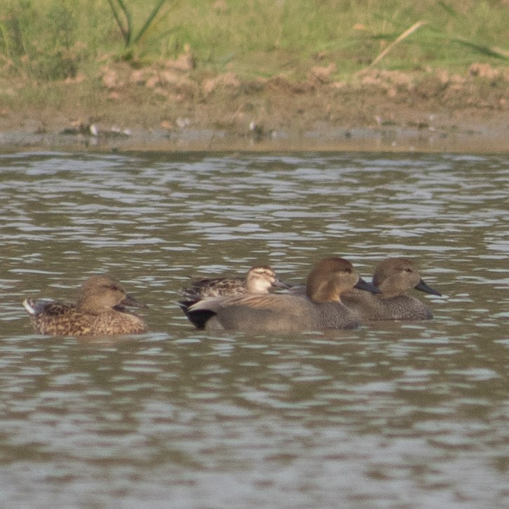 Gadwall - ML401128701