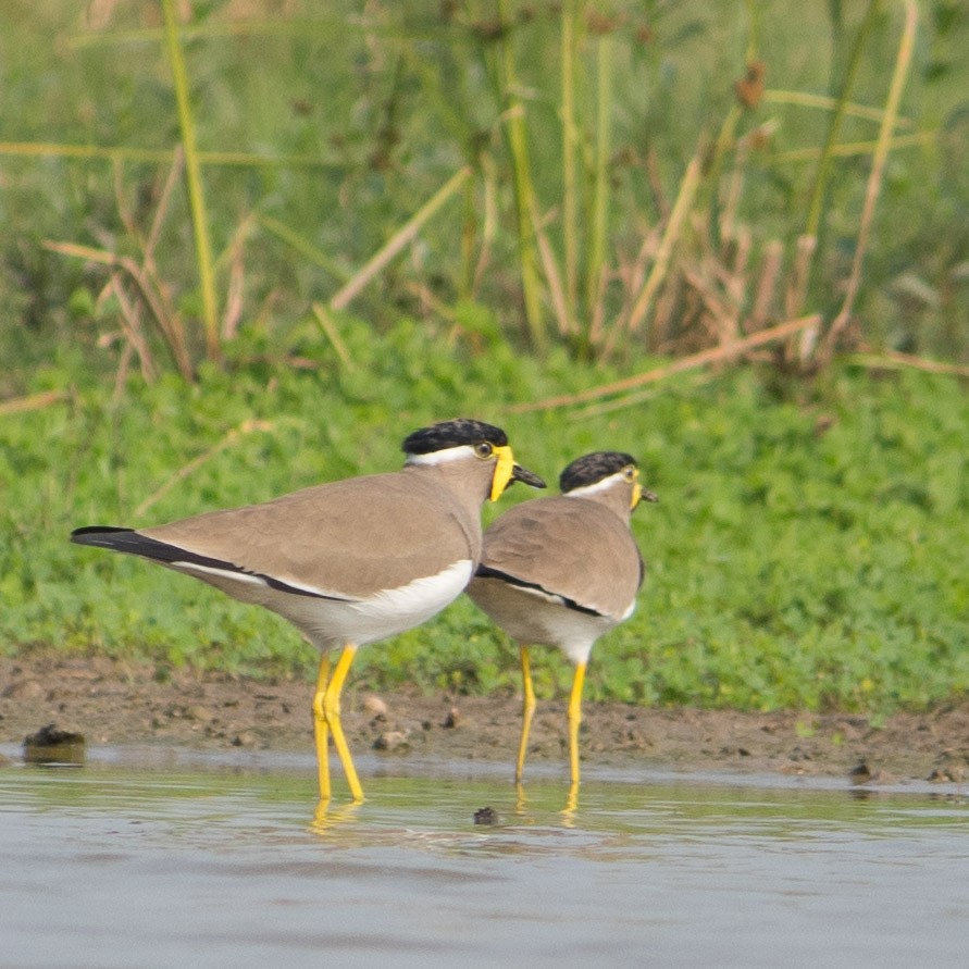 Red-wattled Lapwing - ML401129331