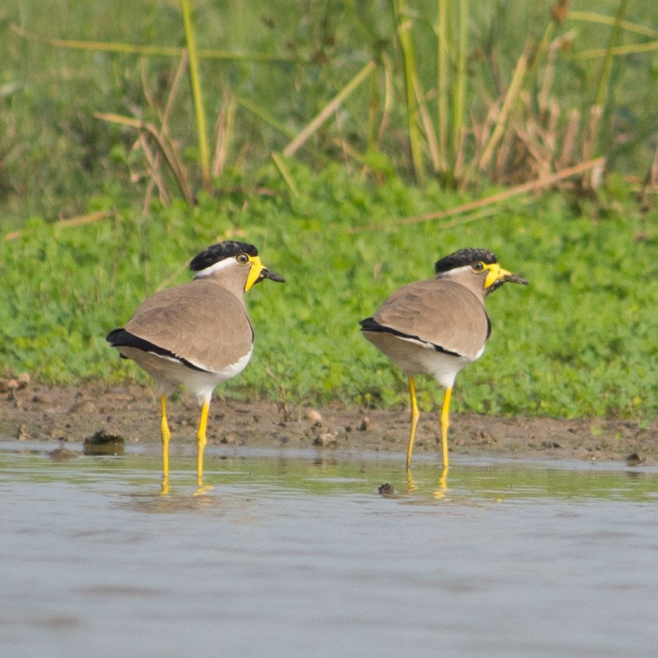 Red-wattled Lapwing - ML401129341