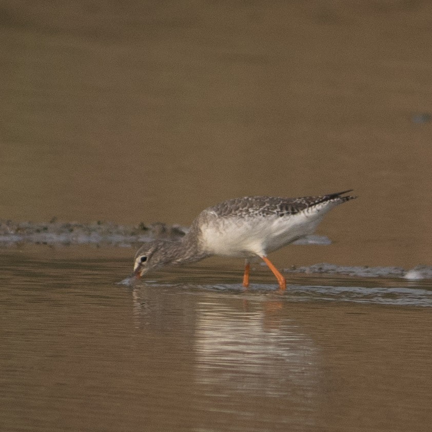 Spotted Redshank - ML401130101