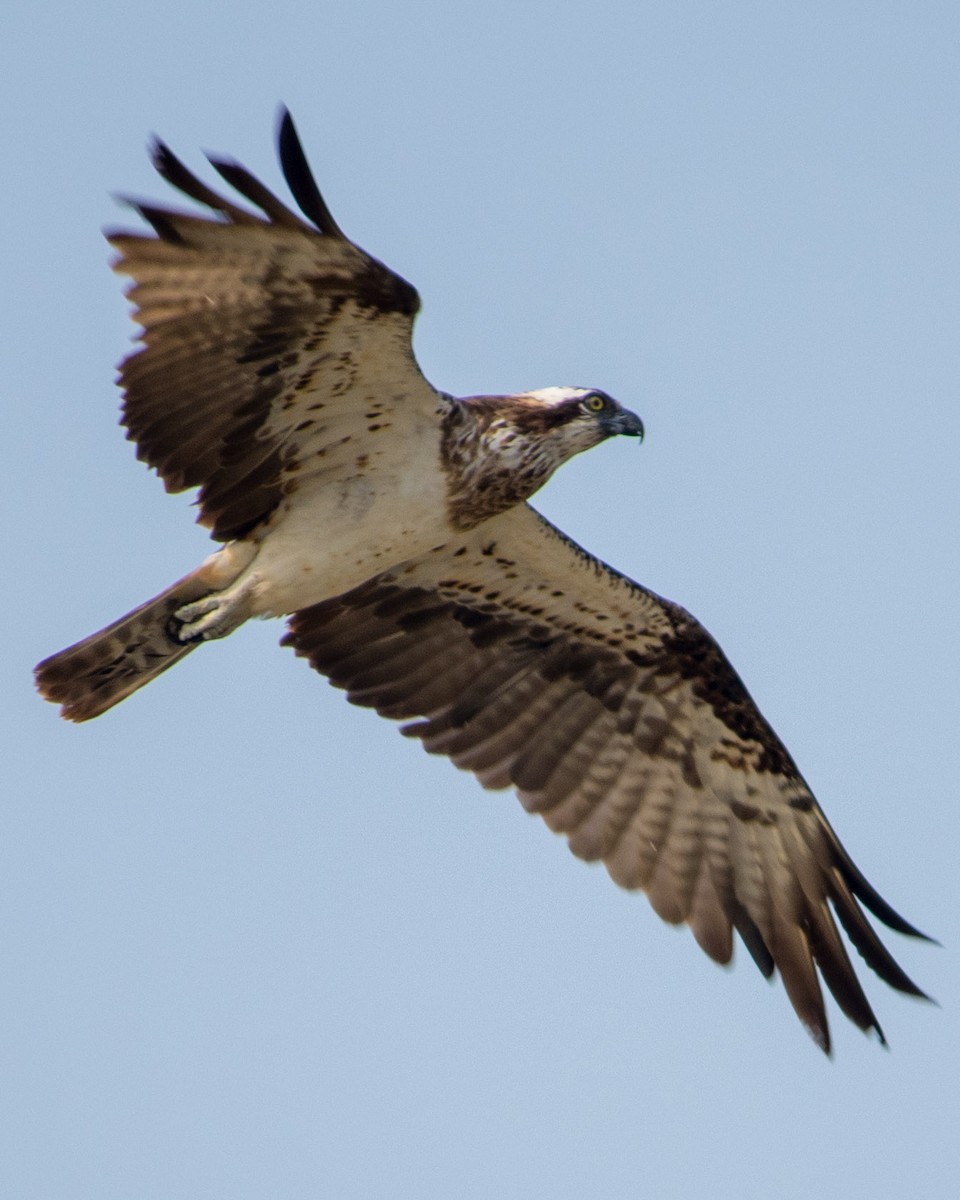 Osprey - ML401130541