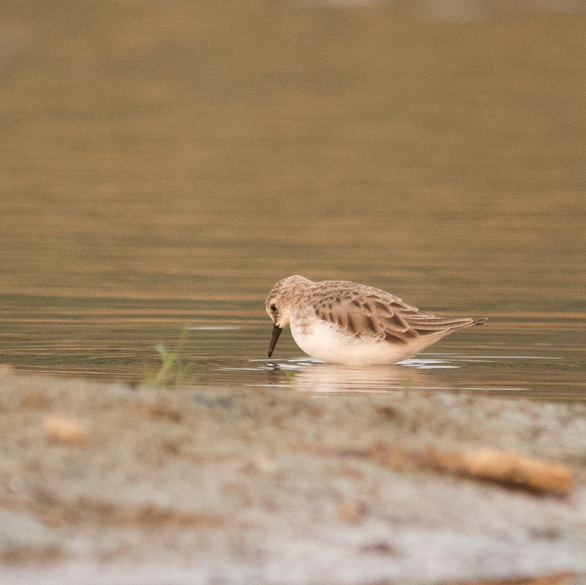 Little Stint - ML401131161