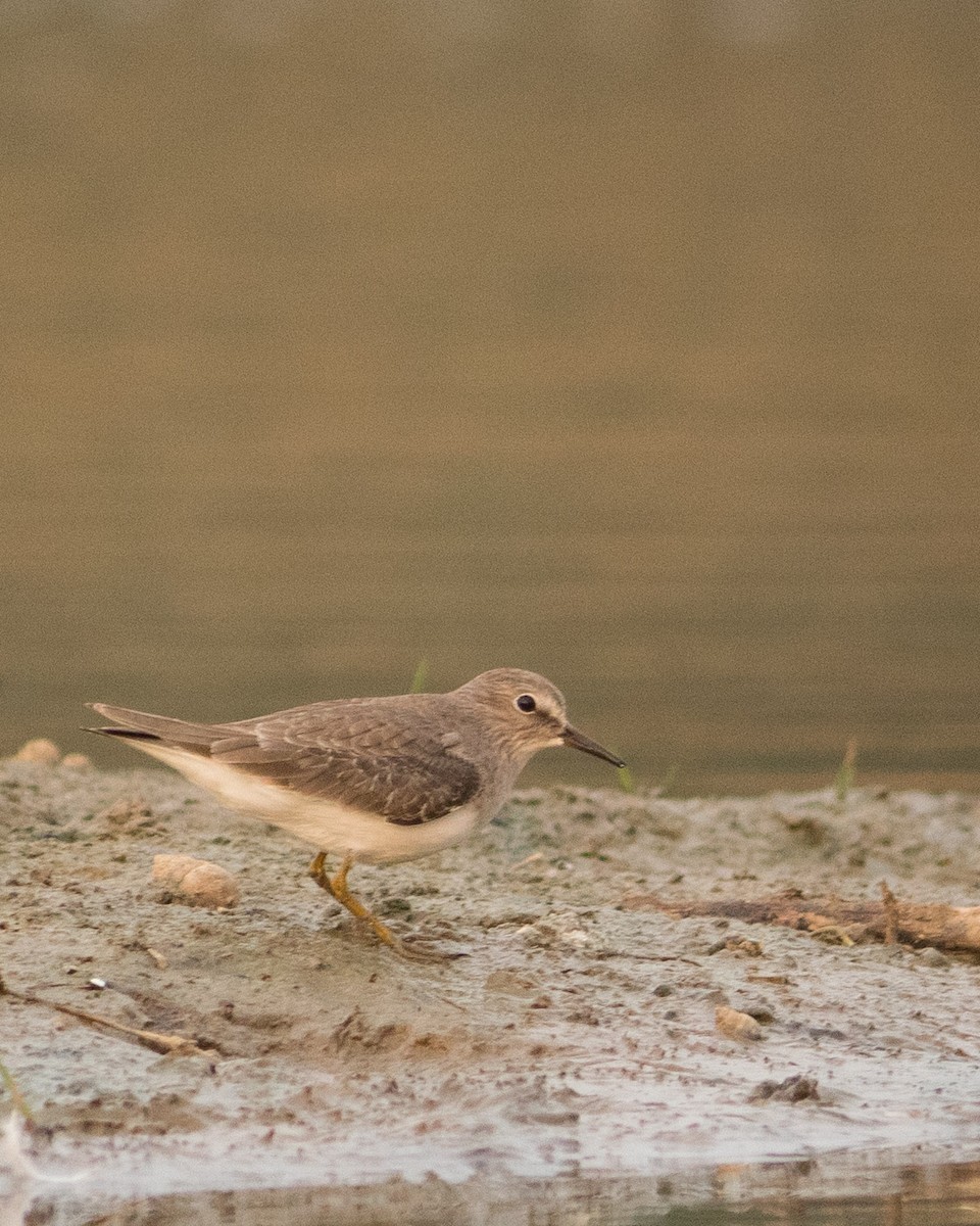 Temminck's Stint - ML401131441