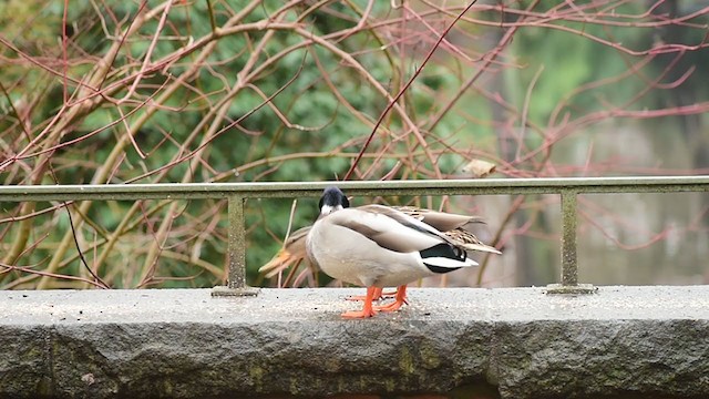 綠頭鴨 - ML401132031