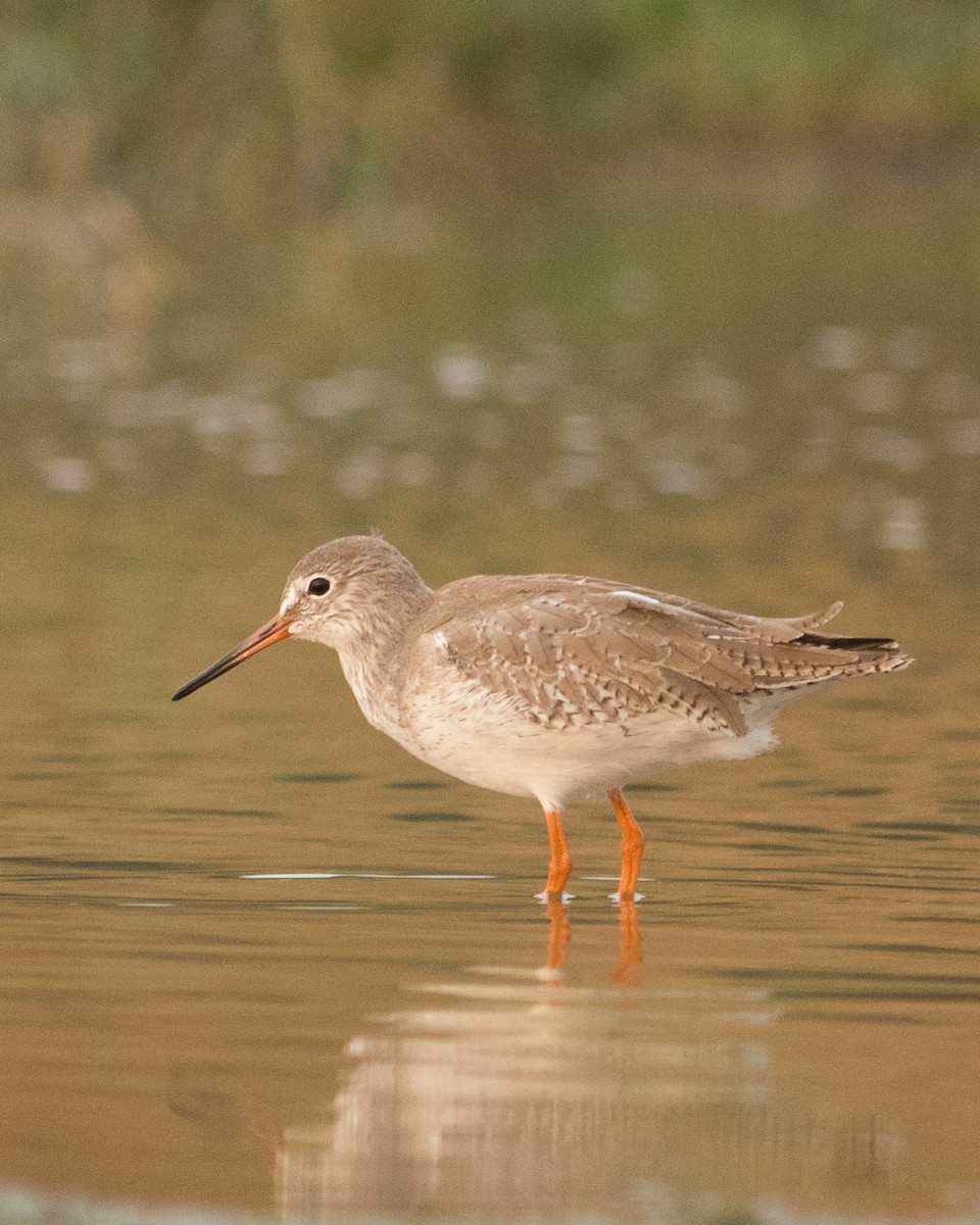 Common Redshank - ML401132241
