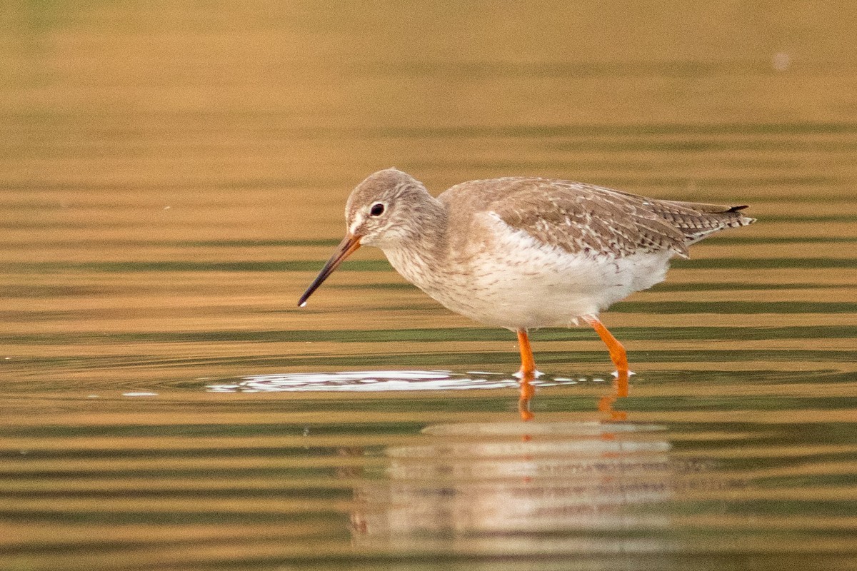 Common Redshank - ML401132251