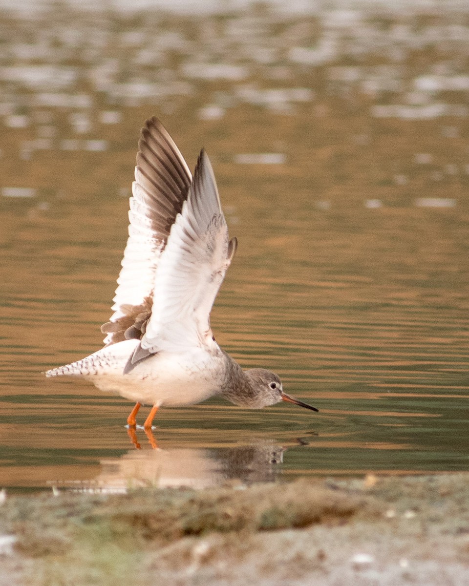 Common Redshank - ML401132261