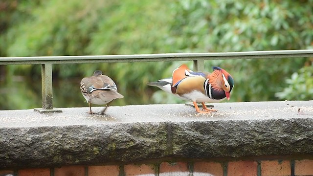 鴛鴦 - ML401132301