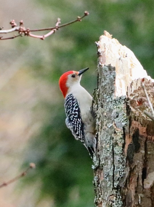 Red-bellied Woodpecker - ML401132681