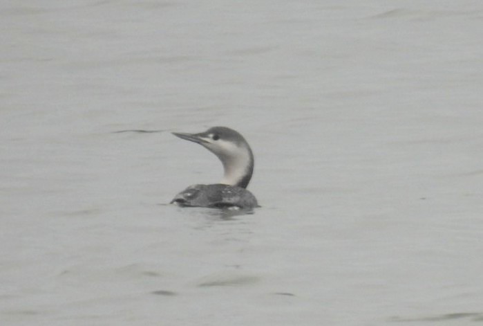 Red-throated Loon - ML401133391