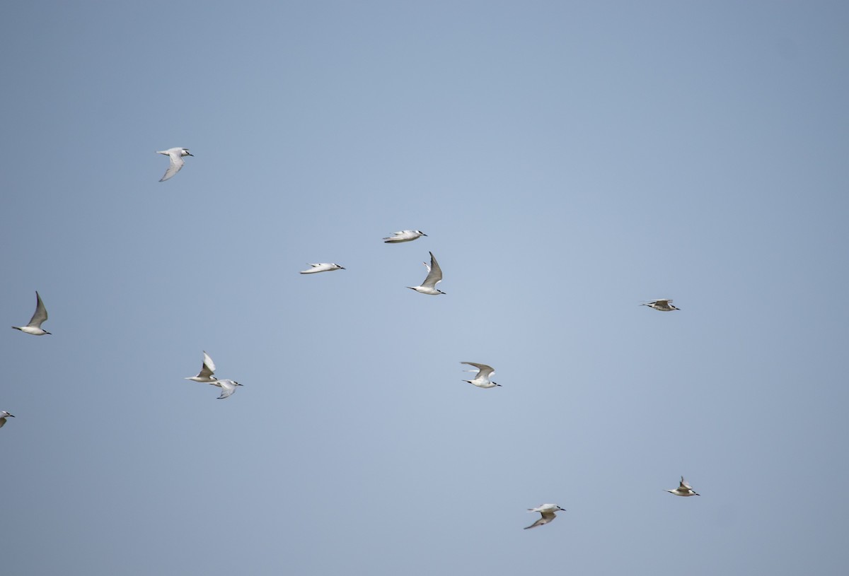 Gull-billed Tern - ML401133531
