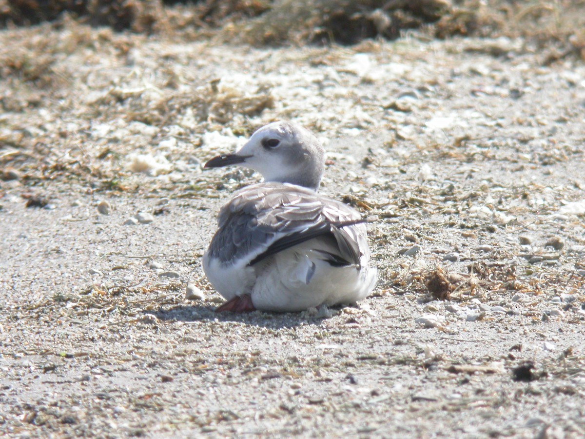 Sabine's Gull - David Lambeth