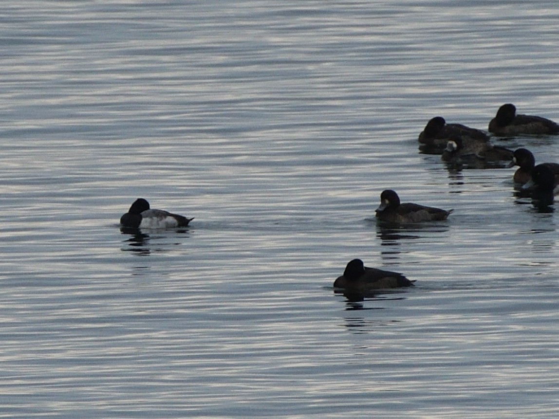 Lesser Scaup - ML401137701