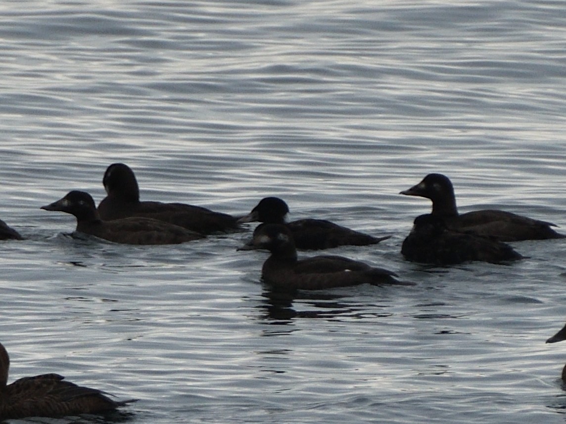 Surf Scoter - ML401137871