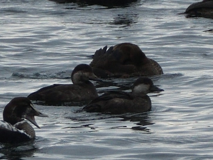 Black Scoter - ML401138181