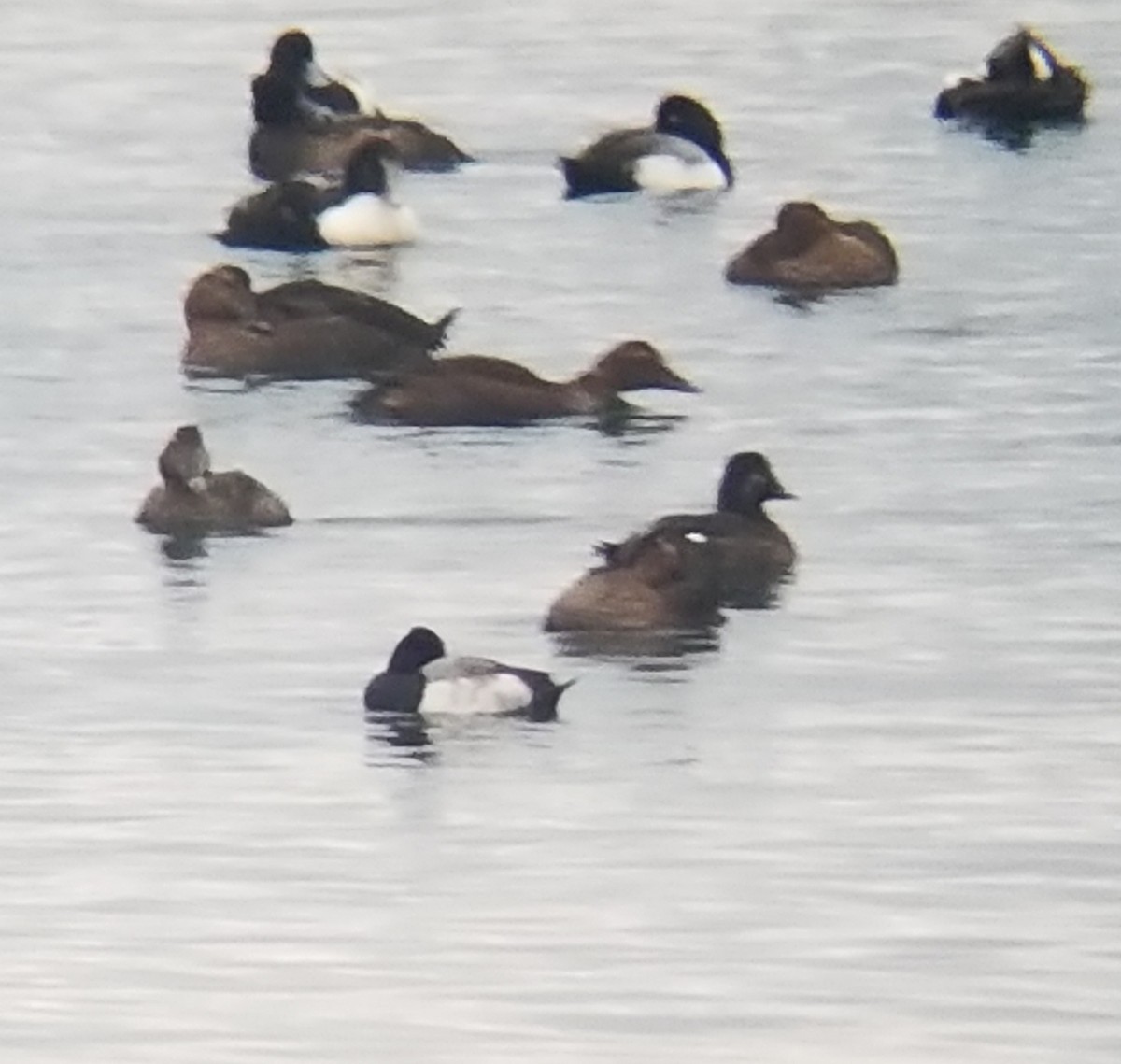 Lesser Scaup - ML401139481