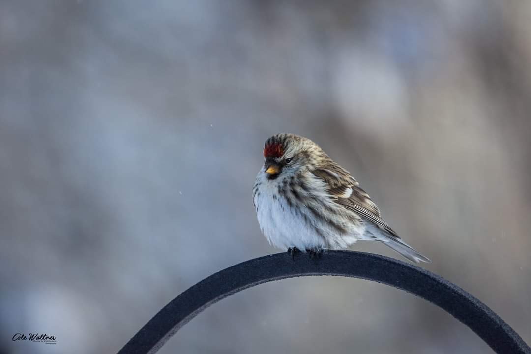 Common Redpoll - ML401143361