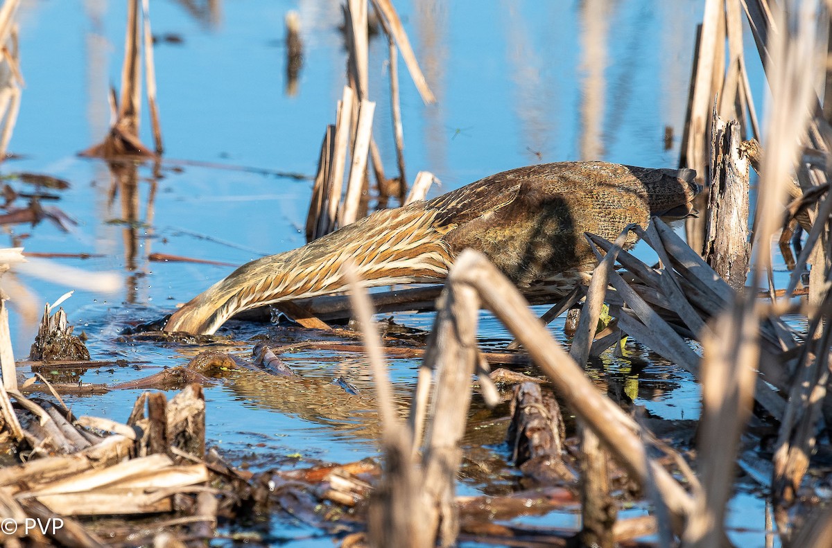 American Bittern - ML401145451