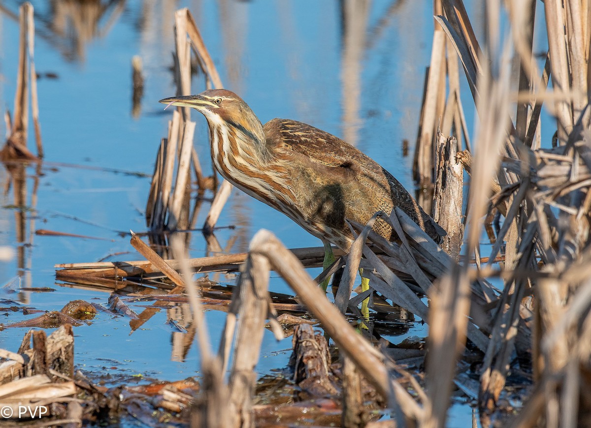 American Bittern - ML401145491