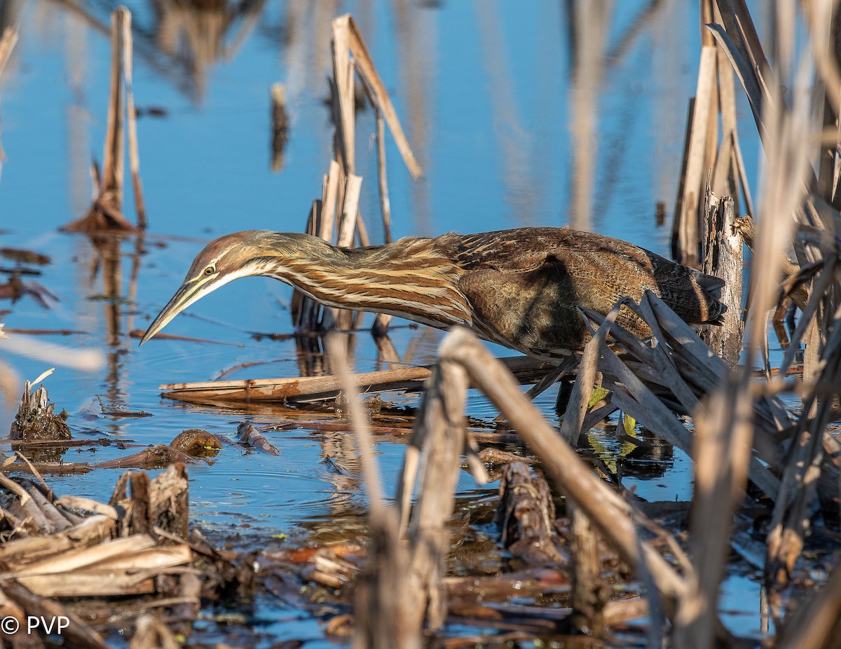 American Bittern - ML401145501