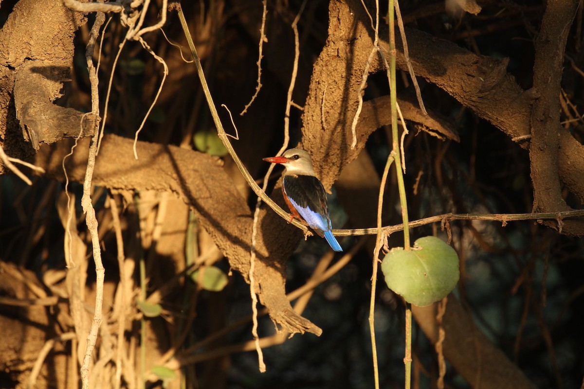 Gray-headed Kingfisher - ML401146411