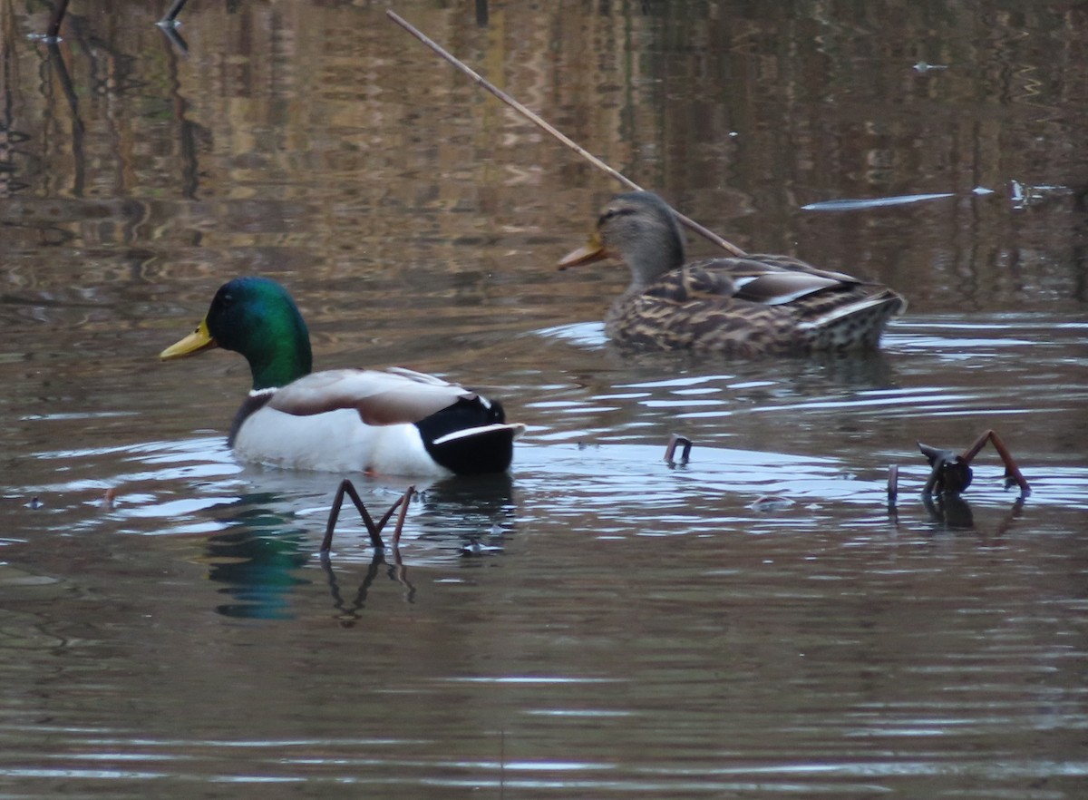 Зэрлэг нугас - ML401146501