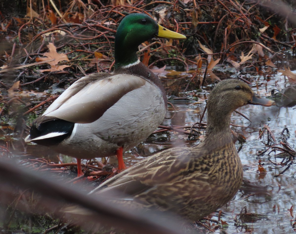 Зэрлэг нугас - ML401146521