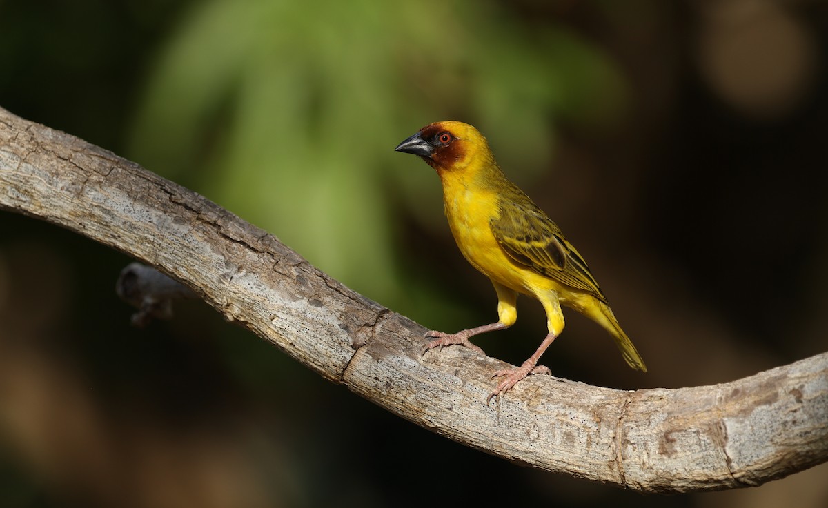 Rüppell's Weaver - Evan Buechley