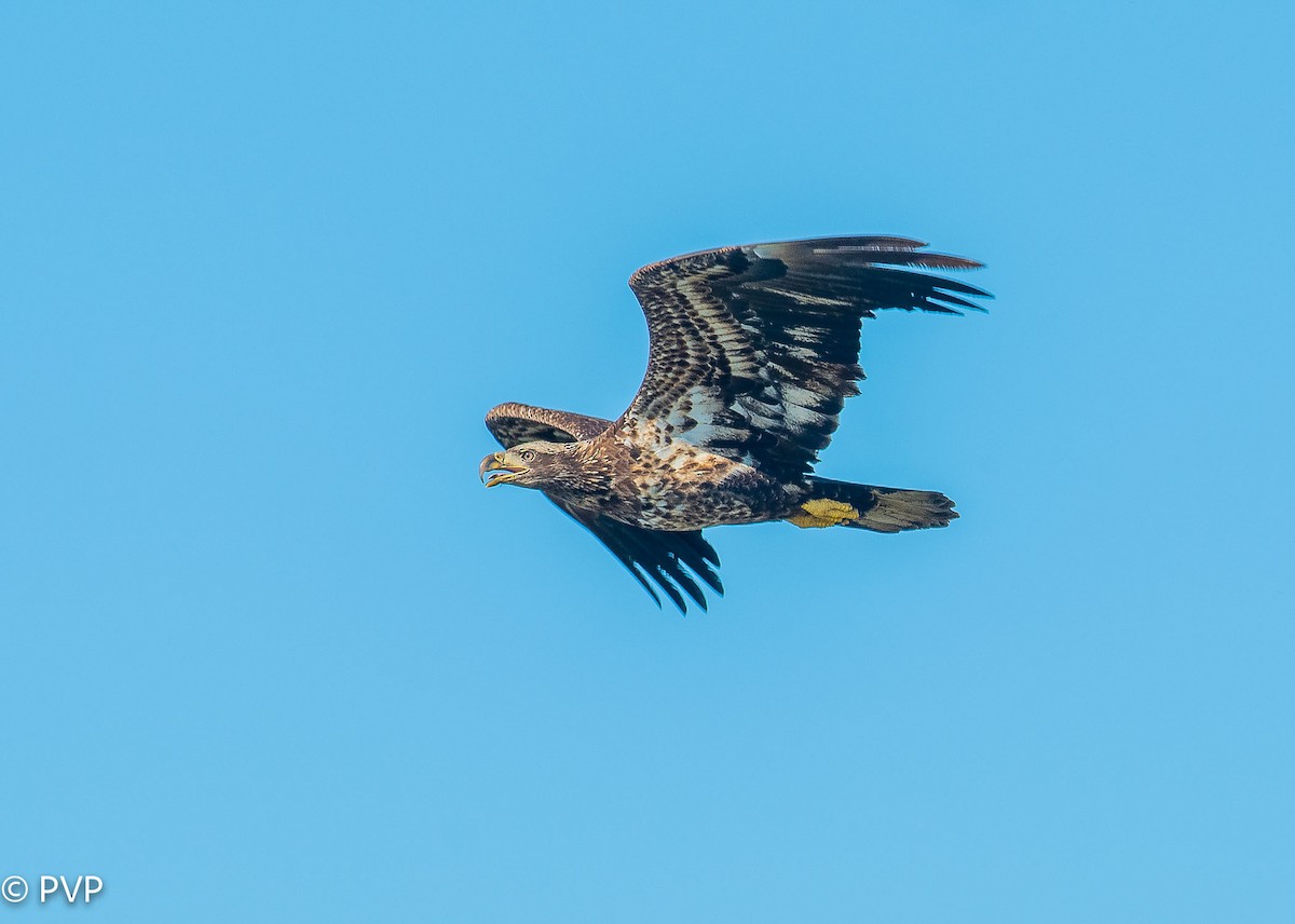 Weißkopf-Seeadler - ML401147541