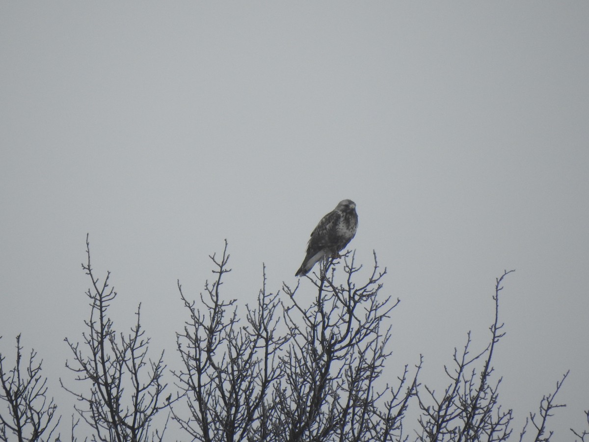 Rough-legged Hawk - Igor Kozytsky