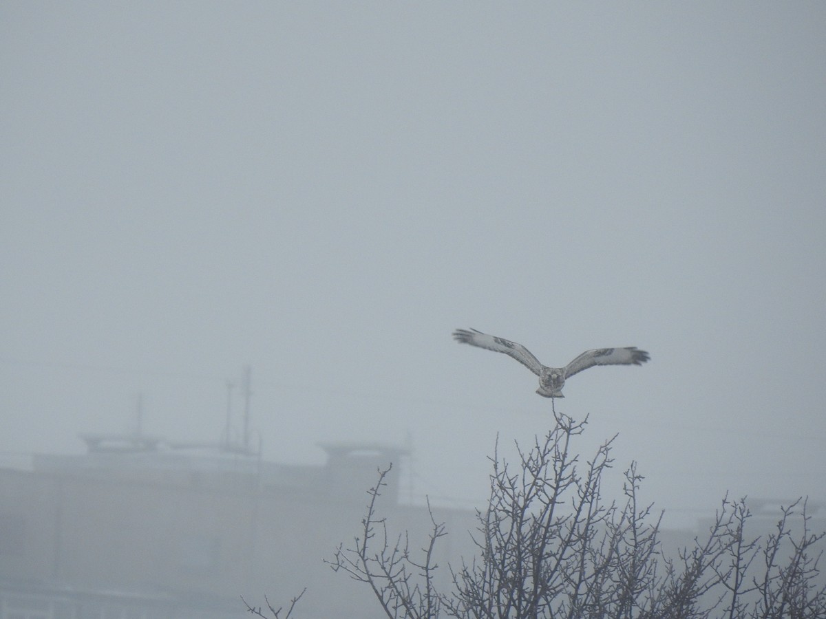 Rough-legged Hawk - Igor Kozytsky